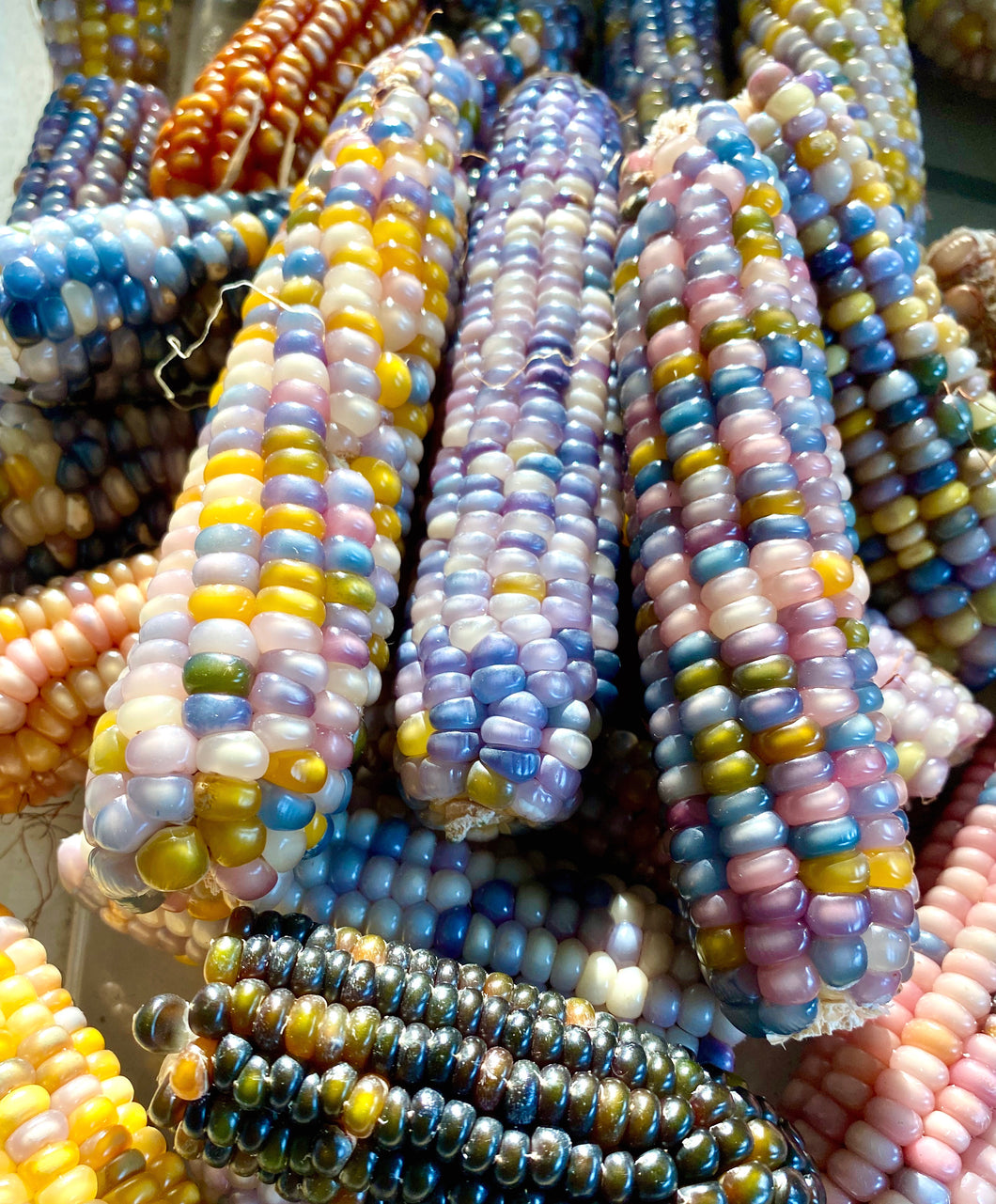 Corn (Glass Gem Corn)