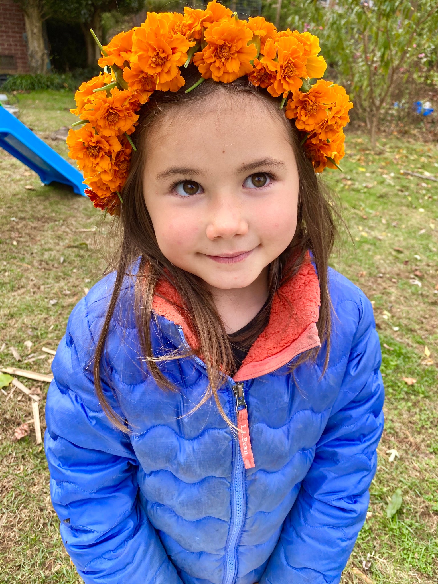 cempasuchil flower seeds Mexican Marigold (Cempasúchil) – Kids Seed Co