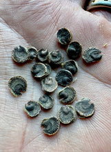 Hollyhock (Black Polish Hollyhock)