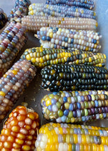 Corn (Glass Gem Corn)