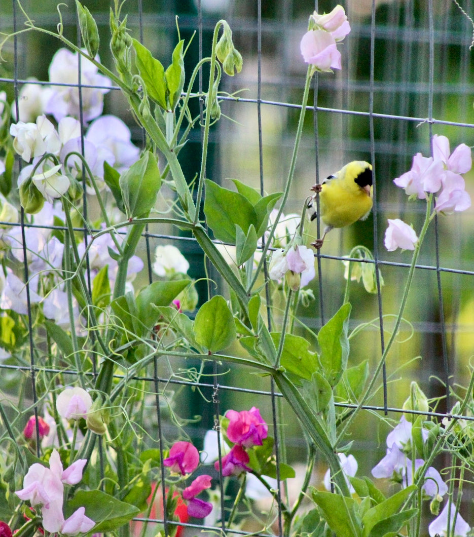 Sweet Peas