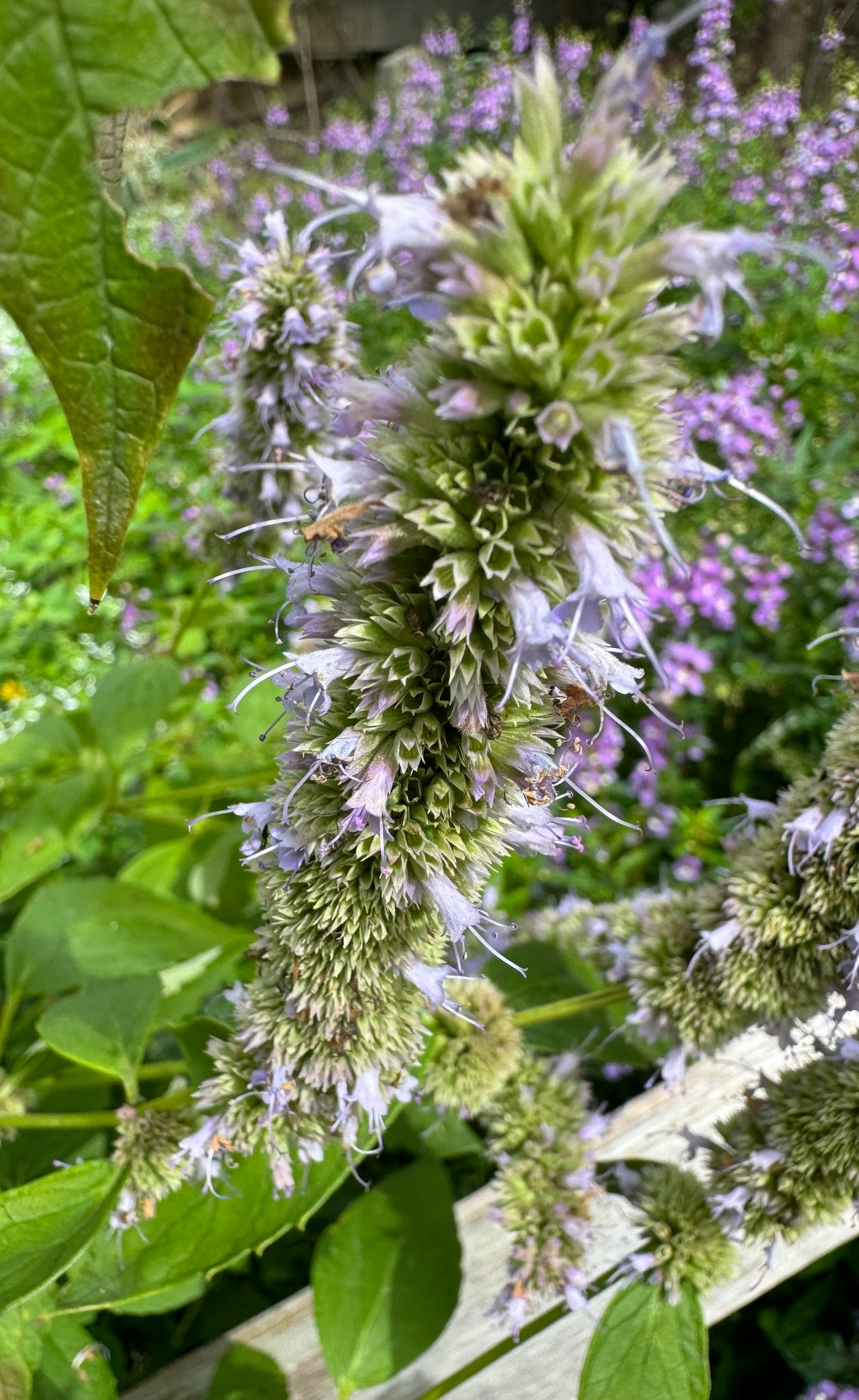 anise hyssop seeds planting Hyssop (Anise) – Kids Seed Co