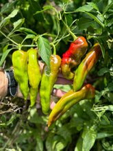 Pepper (Hungarian Beaver Dam Pepper)