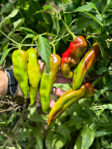 Pepper (Hungarian Beaver Dam Pepper)