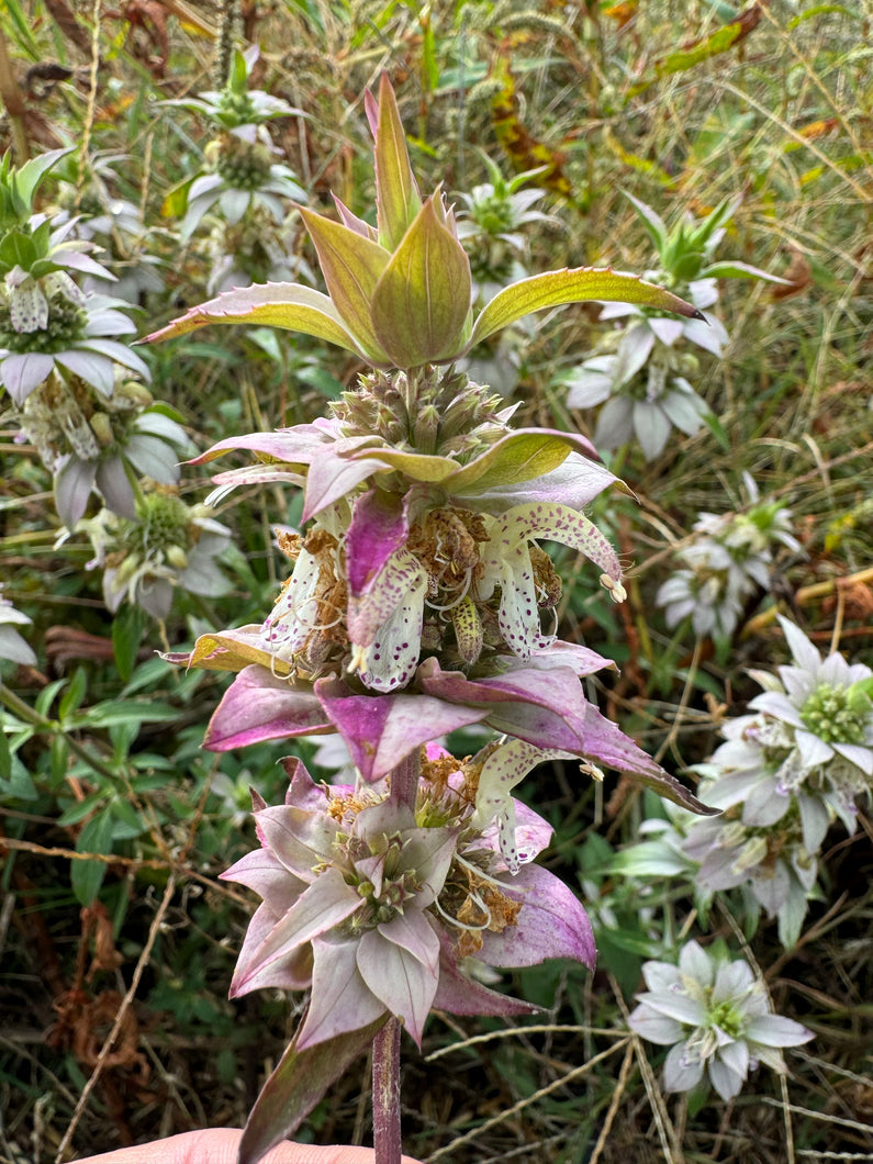 Bee Balm (Spotted bee balm)