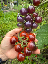 Tomato (Blue Goldberry Tomato)