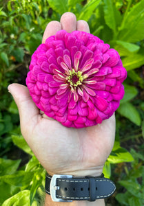 Zinnia