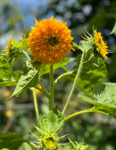 Sunflower (Teddy Bear)