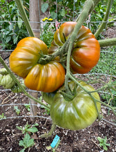 Tomato ( Saint Vincent de Paul Tomato)