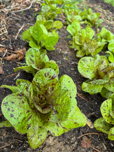 Lettuce (Salasc Speckled Lettuce / Mouchetée de Salasc)