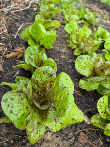 Lettuce (Salasc Speckled Lettuce / Mouchetée de Salasc)