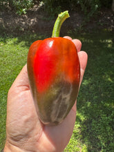 Pepper (Sweet Petit Carré de Nice Pepper)
