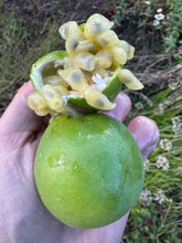 Passionflower / Maypop