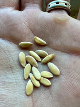 Melon (Edisto Melon)