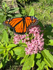 Milkweed (Swamp Rose Milkweed)