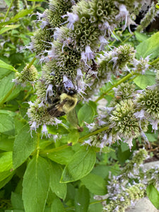 Hyssop (Anise)