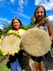 Sunflower (Mammoth)