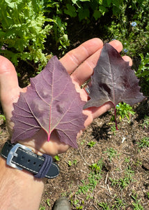 Orach