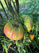 Tomato (Abanillas Spanish Tomato)