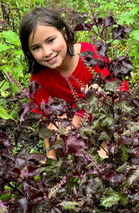 Purple Shiso