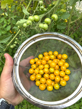 Tomato (Reunion Island Tropical Cherry Tomato)