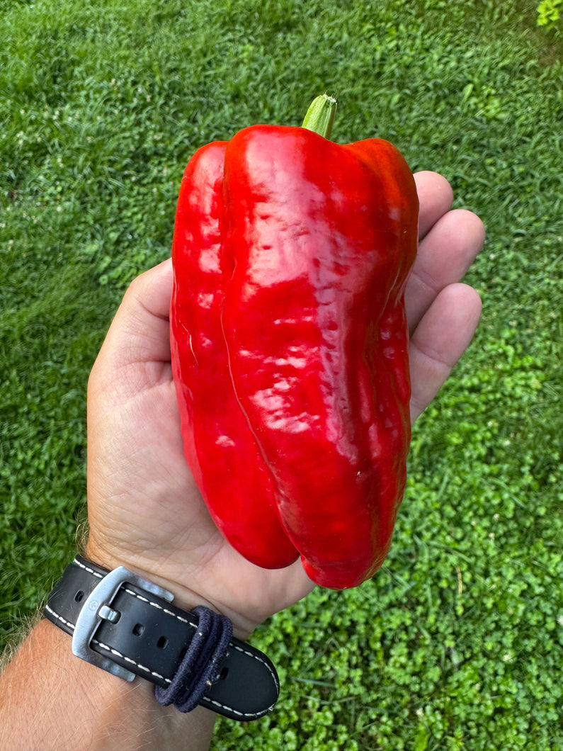 Pepper (Tendre de Châteaurenard Pepper)