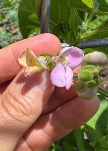 Bean (Buncombe County Greasy Bean)