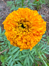 Mexican Marigold (Cempasúchil)