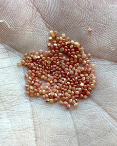 Amaranth (Love-lies-bleeding)