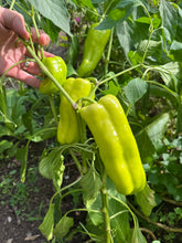 Pepper (Goccia D'Oro Pepper)