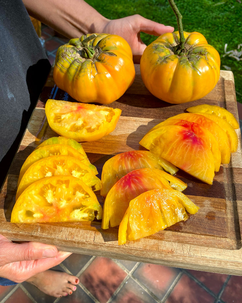 Tomato (Hillbilly Potato Leaf Tomato)