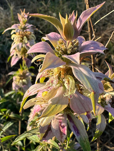 Bee Balm (Spotted bee balm)