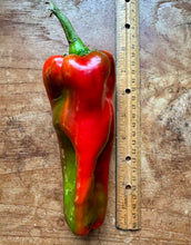 Pepper (Largo de Reus Sweet Pepper)