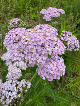 Yarrow
