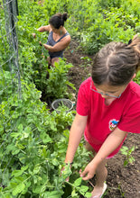 Snow Peas (Mangetout)