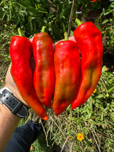 Pepper (Hungarian Beaver Dam Pepper)