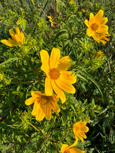 Swamp Marigold