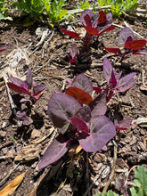 Orach