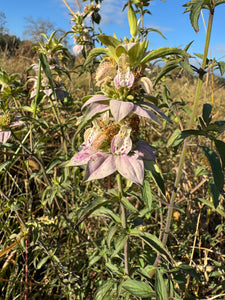 Bee Balm (Spotted bee balm)