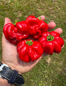 Pepper (Ampuis Sweet Pepper)