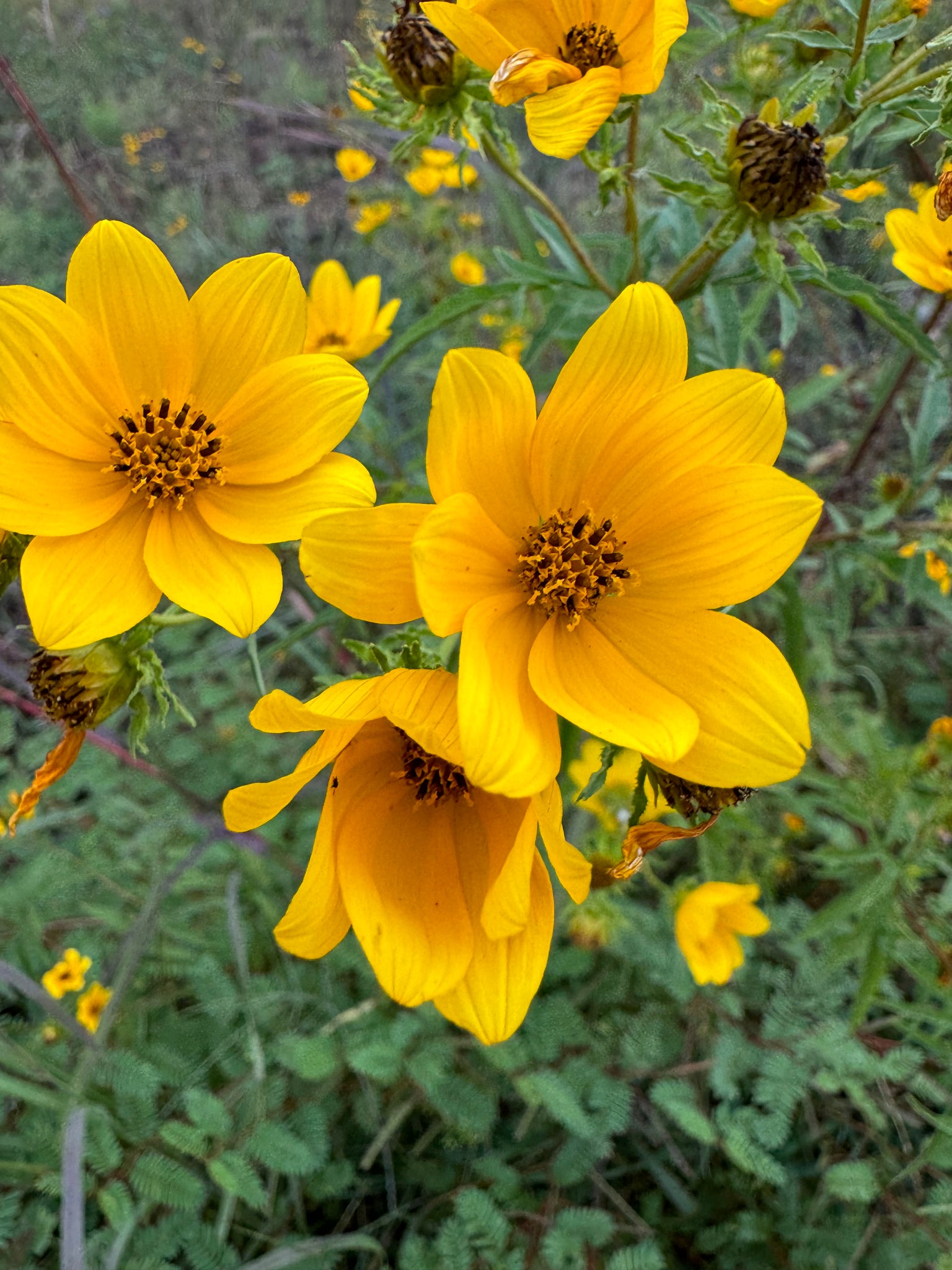 swamp marigold seeds Swamp Marigold – Kids Seed Co