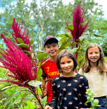 Amaranth (Big Burgundy)