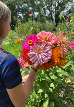 Zinnia