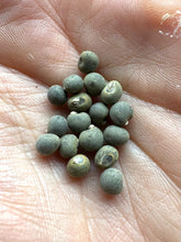 Okra (Geechee White Okra)