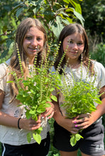 Basil (Holy Basil / Tulsi)