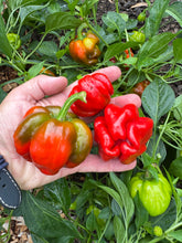 Pepper (Ampuis Sweet Pepper)