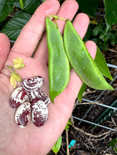 Bean (Christmas Lima Bean)