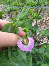 Snow Peas (Purple Snow Peas)