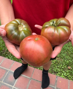 Tomato (Red Trash Panda Tomato)