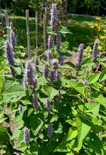 Hyssop (Anise)